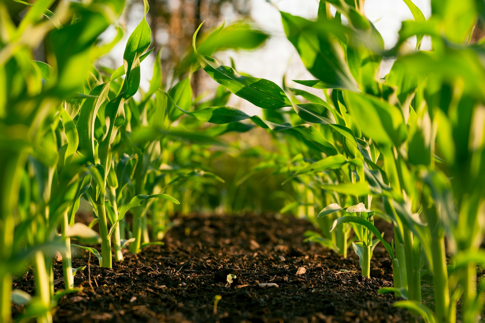 Maize crop field — farm photo analyzed by MazaoHub ML